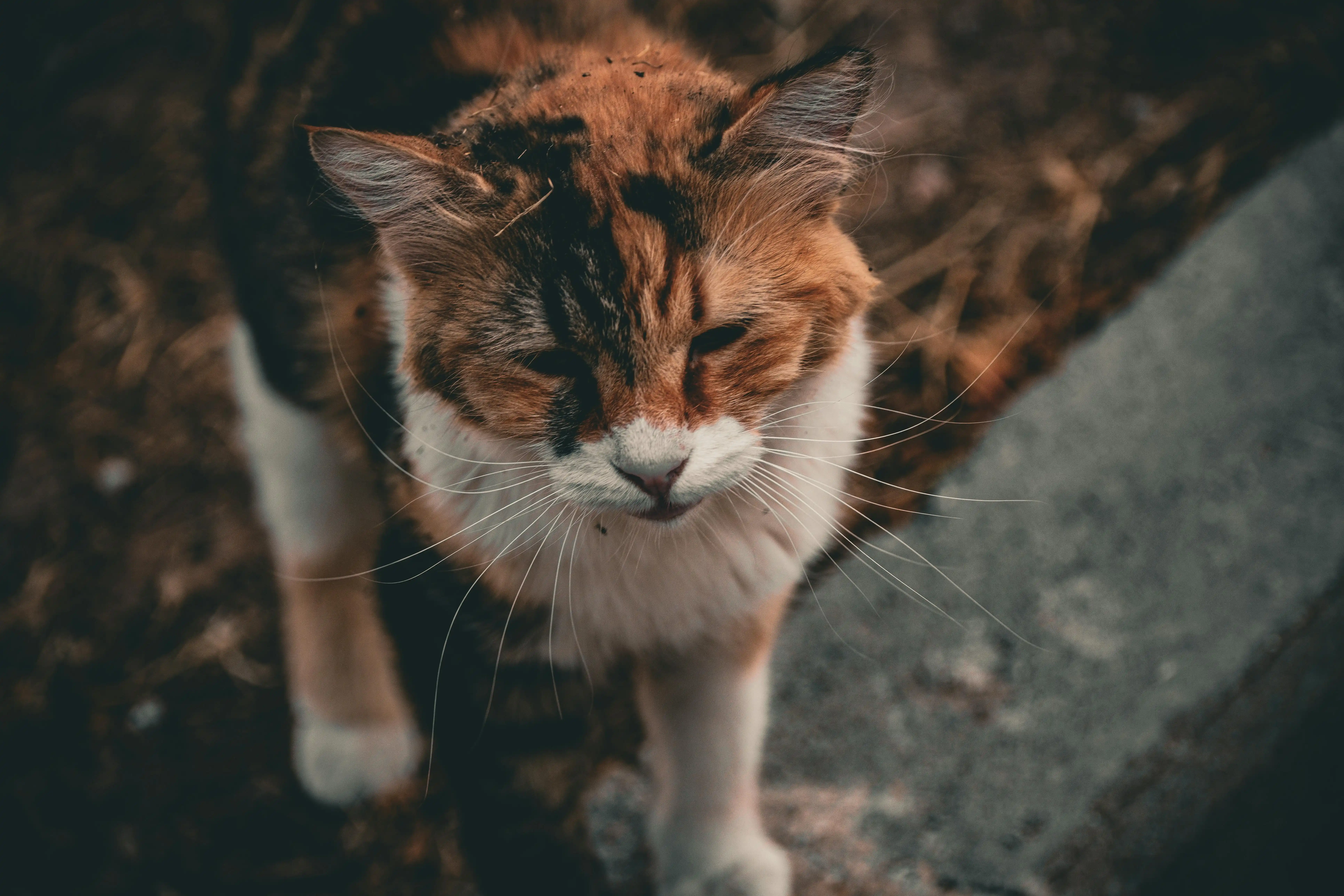 Comment traiter naturellement la gale d’oreille du chat ? Tout ce qu’il faut savoir pour soulager votre félin !