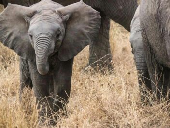 Motty, l’éléphant hybride : l’incroyable histoire du pachyderme le plus rare du monde