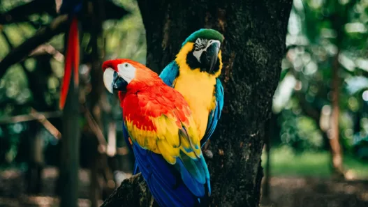 Découvrez l’Ara Hyacinthe : Le perroquet géant qui fascine le monde !
