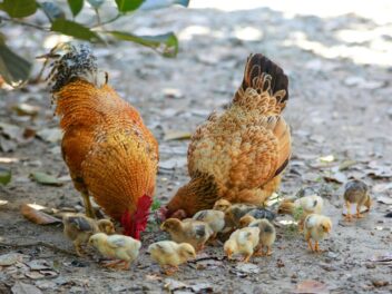 Coccidiose : Le parasite qui peut décimer vos poules en quelques jours