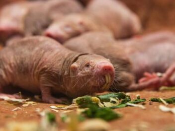Ce rongeur au physique insolite intrigue les chercheurs par sa jeunesse éternelle