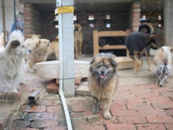 Refuges romands : des abandons d’animaux en nette hausse à cause de la précarité