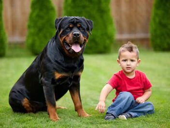 Loiret : Un enfant attaqué mortellement par le chien familial – Comprendre, prévenir et réagir face aux risques canins