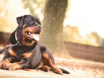 Rottweiler : dangerosité réelle ou réputation exagérée ?