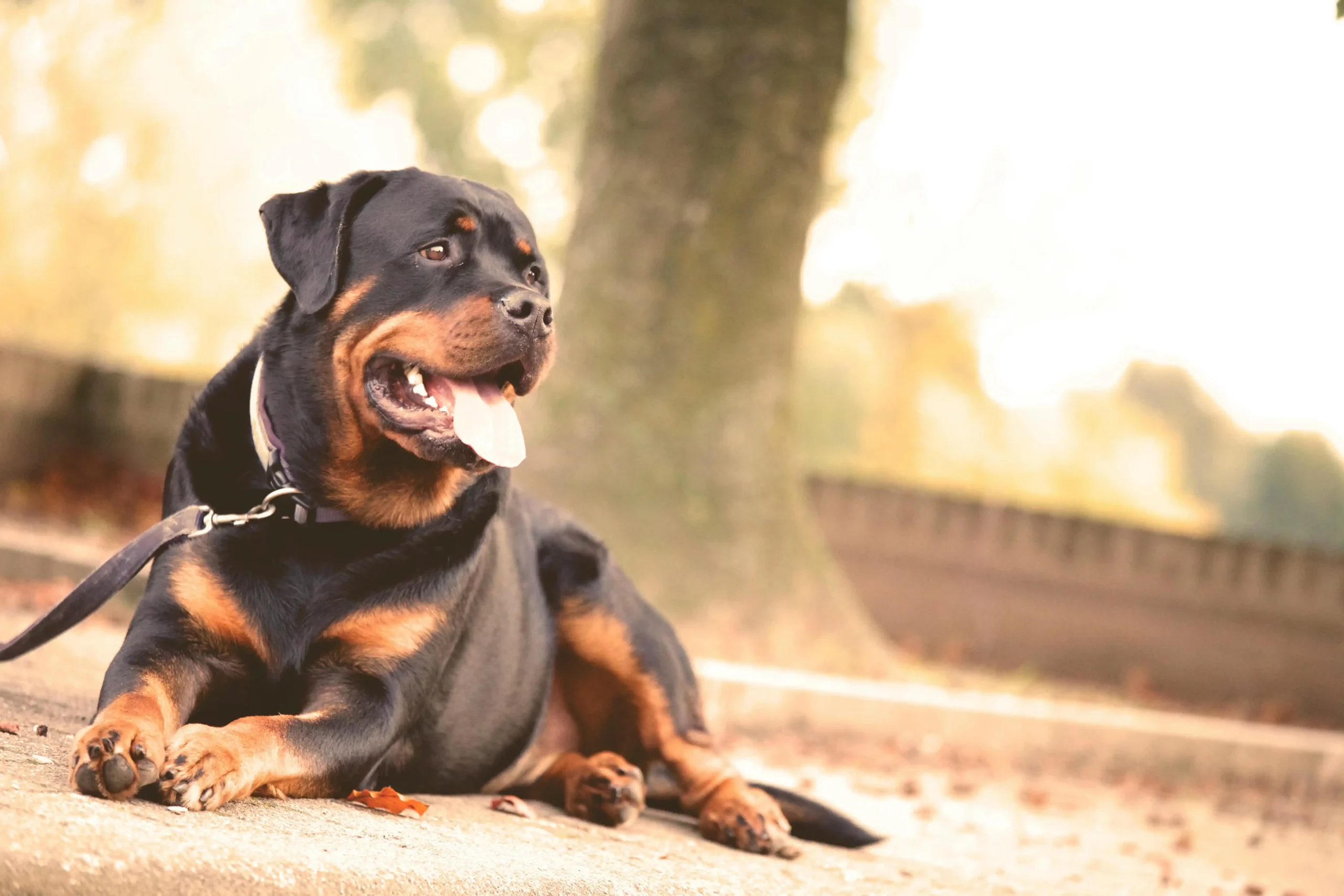 Rottweiler : dangerosité réelle ou réputation exagérée ?