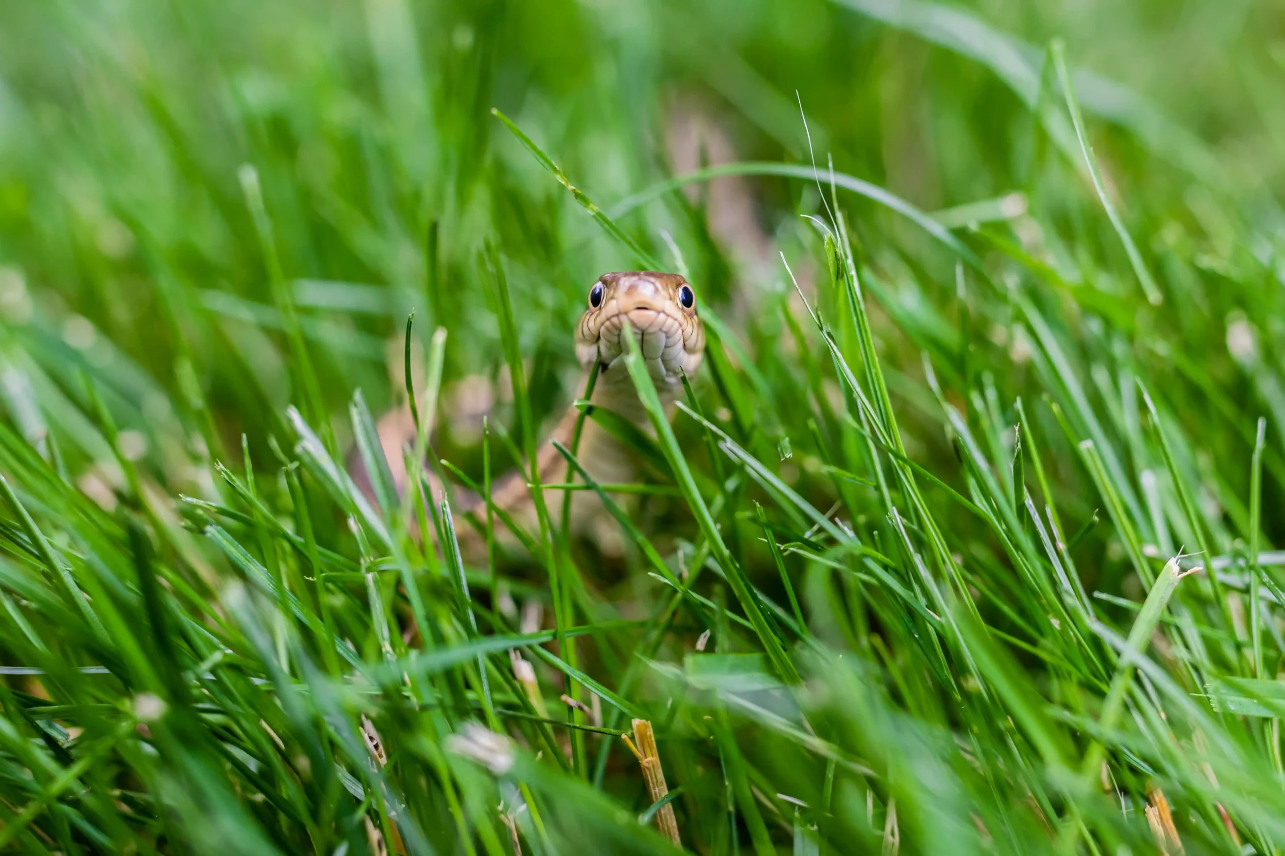 Ces 7 plantes (très courantes) risquent d’attirer les serpents dans votre jardin !