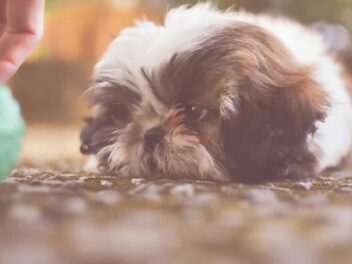 15 raisons de ne pas adopter un Shih Tzu : ce que personne ne vous dit avant d’adopter ce chien adorable