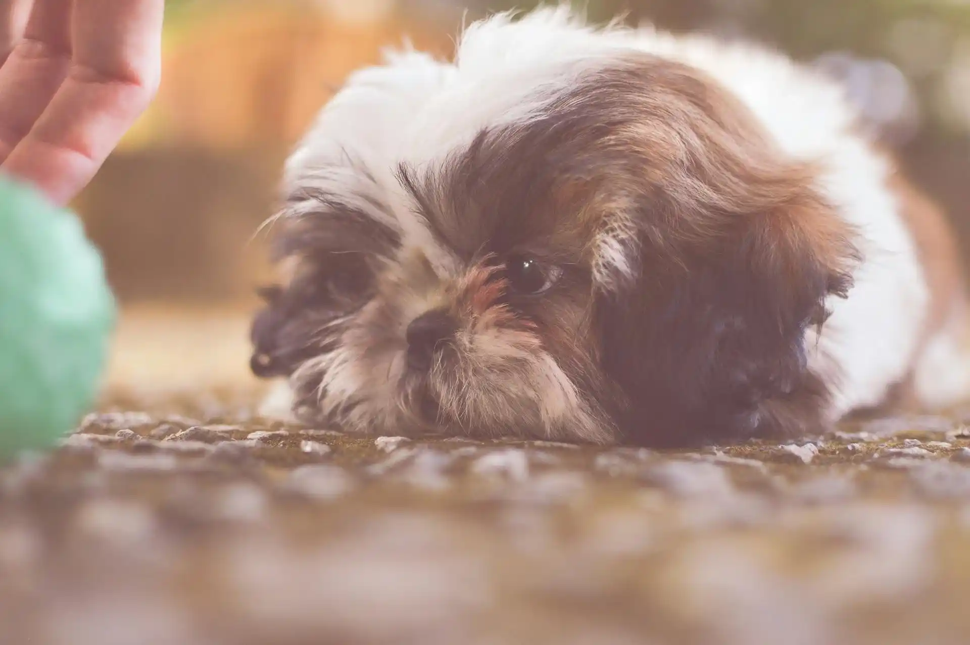 15 raisons de ne pas adopter un Shih Tzu : ce que personne ne vous dit avant d’adopter ce chien adorable