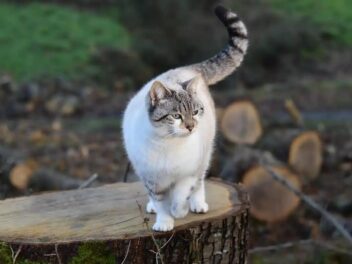 Stériliser une chatte : coûts, méthodes et astuces pour économiser