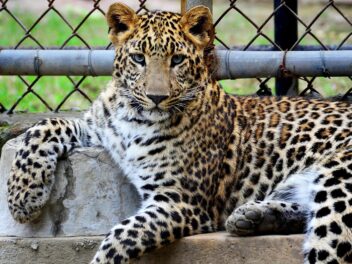 Le Zoo d’Aalborg choque le Danemark : vos animaux de compagnie bientôt dévorés par des tigres ?