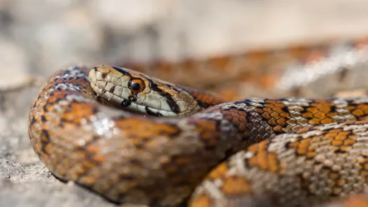 Découverte impressionnante près du canal de Garonne : un boa de 2 mètres capturé à Feugarolles