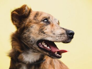 Changement de voix chez le chien : faut-il s’inquiéter et que faire ?