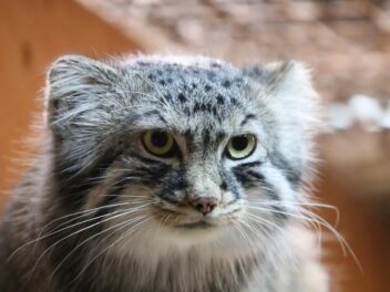 Un chat de Pallas légendaire, enfin photographié dans l’Himalaya : le mystère se lève à 5 000 mètres
