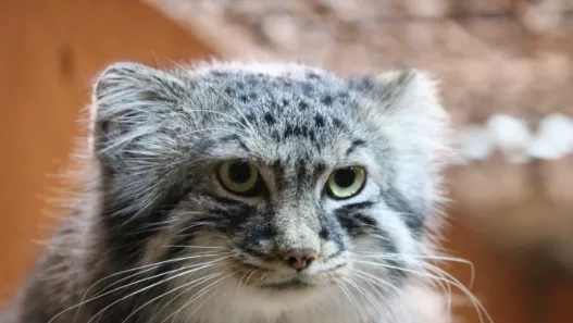 Un chat de Pallas légendaire, enfin photographié dans l’Himalaya : le mystère se lève à 5 000 mètres