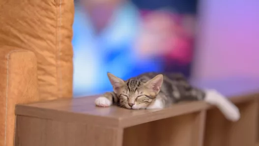 Pourquoi les chats grattent-ils et tournent-ils avant de dormir ? Décryptage complet d’un rituel ancestral et fascinant