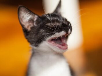Chaton qui fait ses dents : astuces et conseils pour le soulager efficacement