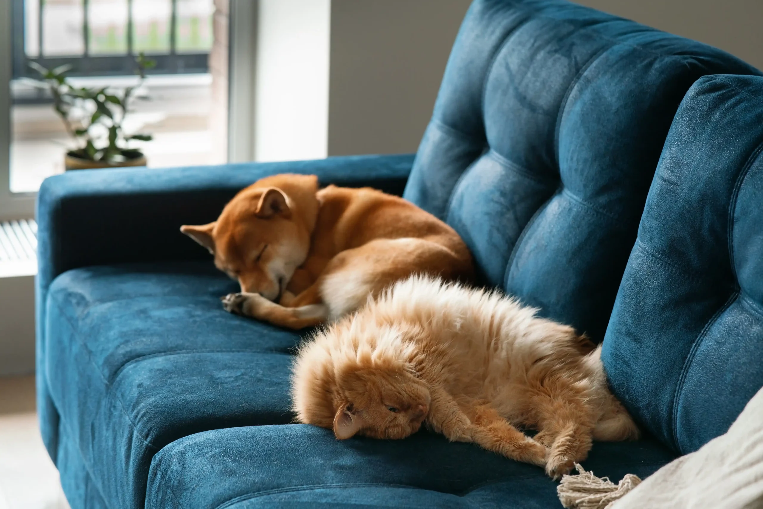 5 règles d’or pour une cohabitation paisible entre chiens et chats à la maison