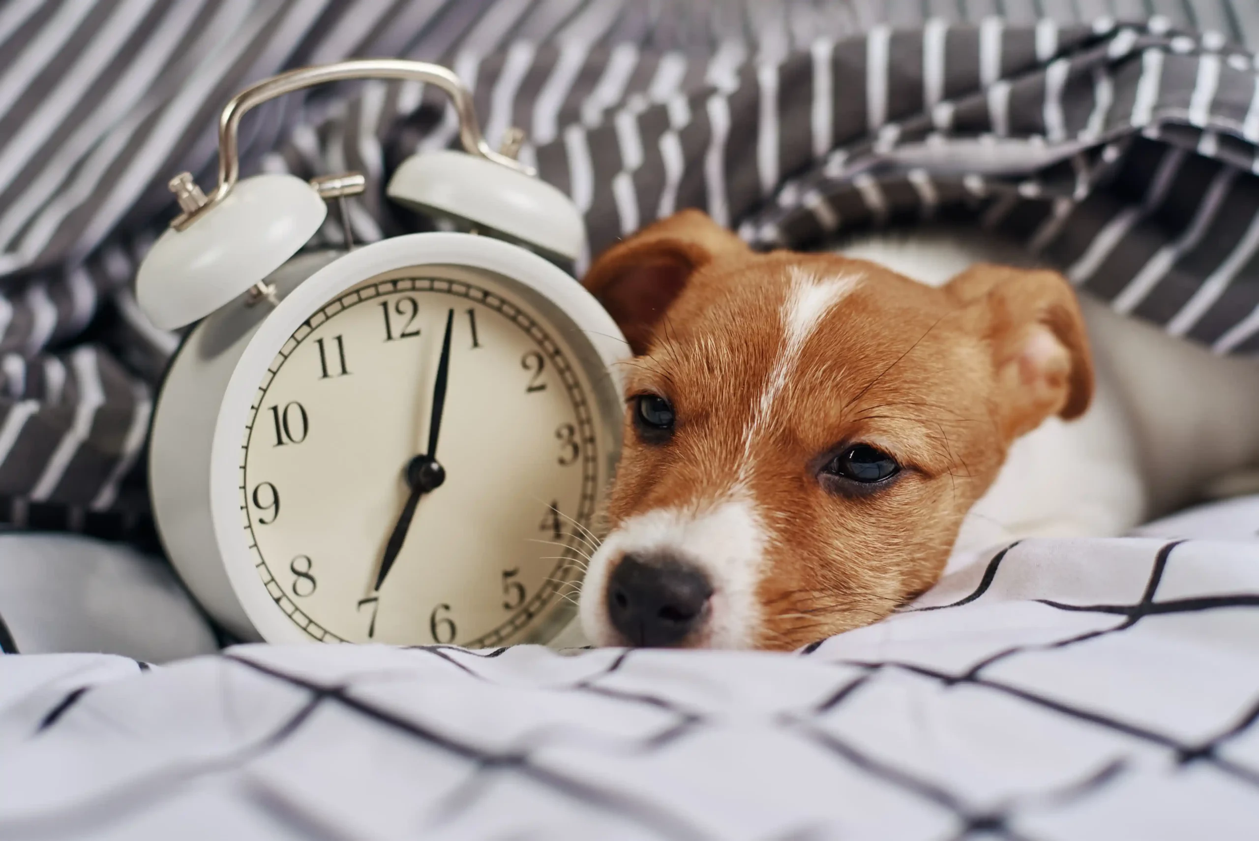 Les animaux ont-ils vraiment la notion du temps ? Ce que nous apprennent les chiens !