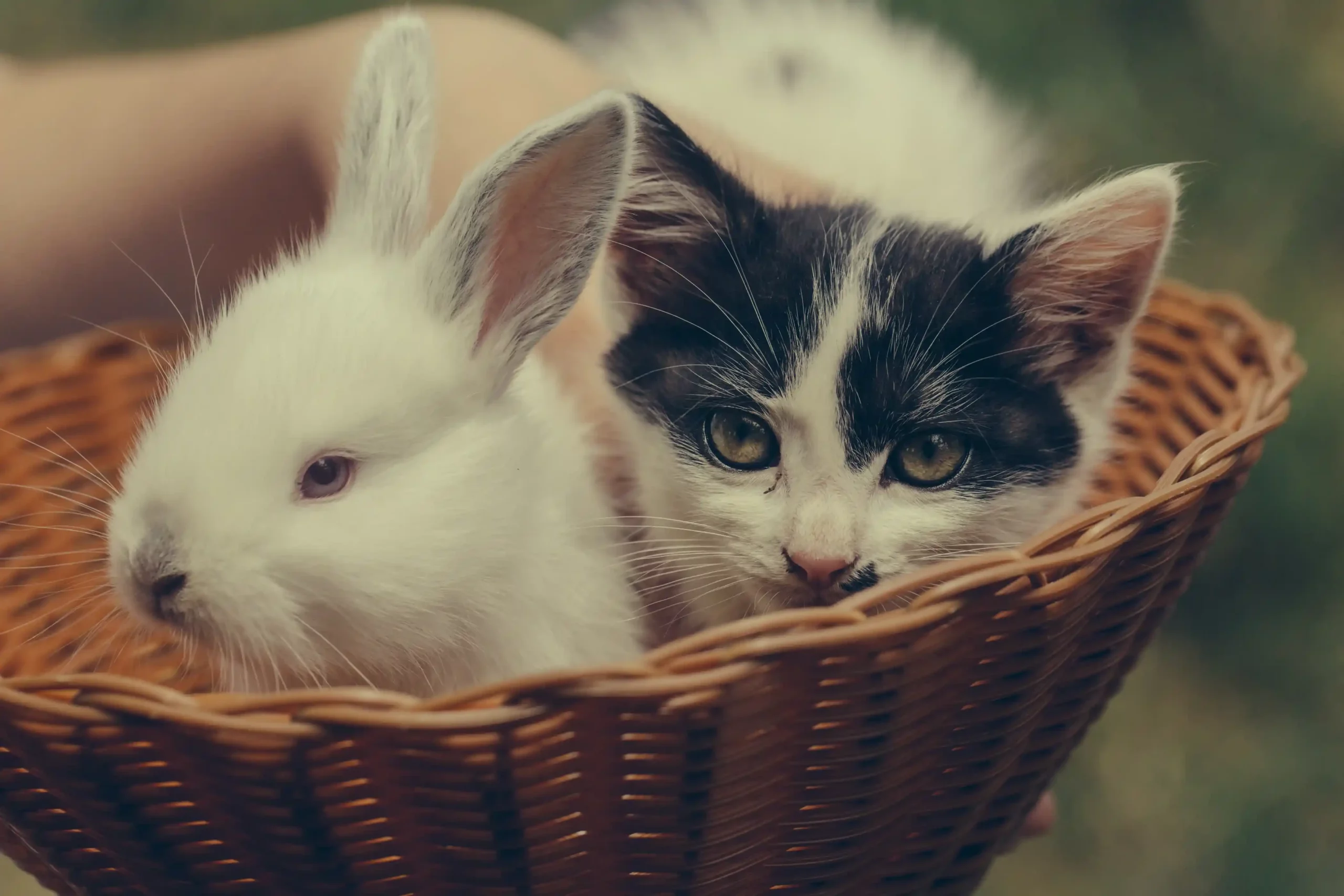Cohabitation lapin-chat sous le même toit : mission possible ou duo risqué ?