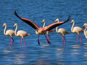 Faut-il migrer ou rester ? Les flamants roses face au dilemme de toute une vie