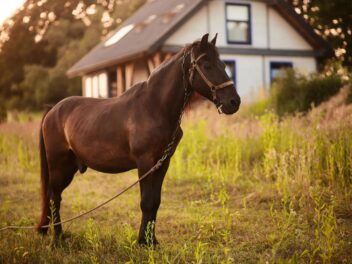 Le cheval, moteur d’inclusion et de bonheur : quand l’équitation adaptée change des vies
