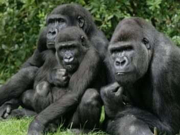 Ces 5 grands singes vont vous époustoufler : découvrez leurs incroyables secrets !