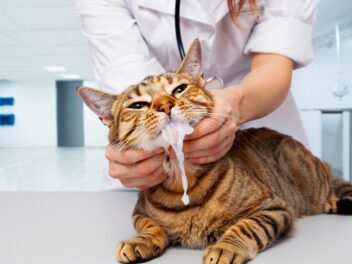 Votre chat bave-t-il ? Découvrez ce que cache ce symptôme inquiétant !