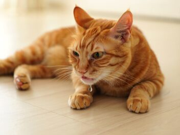 Le coryza du chat : tout savoir sur cette maladie « grippe féline » qui peut toucher tous les chats