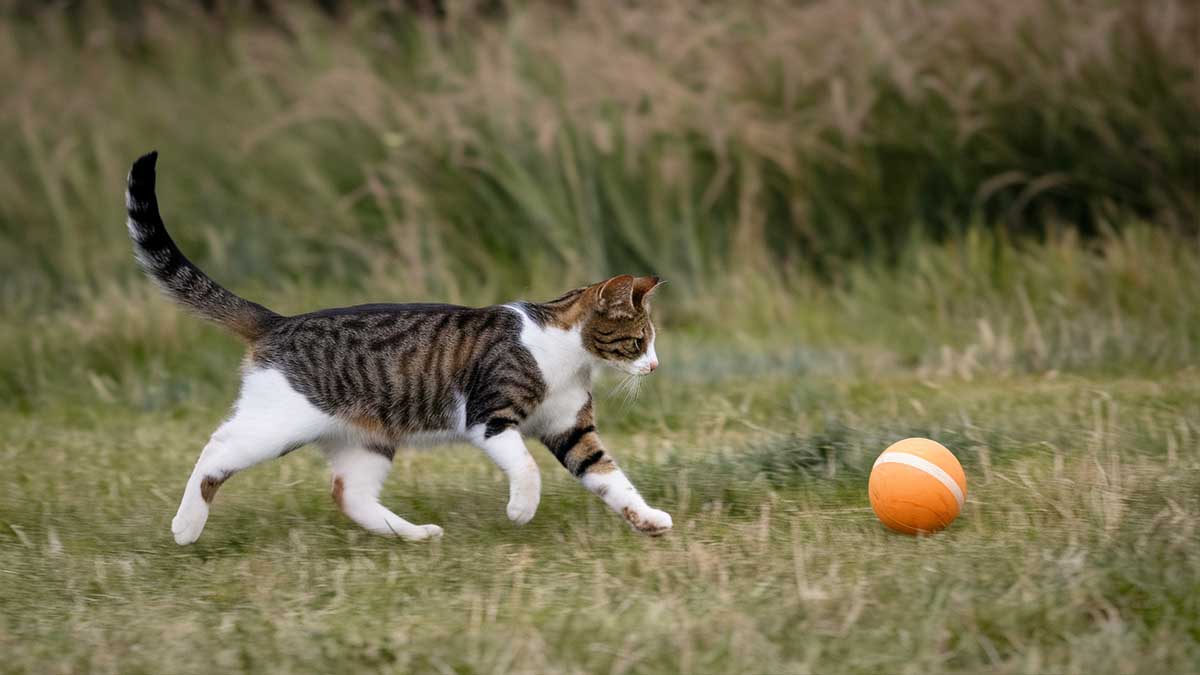 Votre chat joue-t-il à ce jeu de chien ? La réponse va vous étonner !