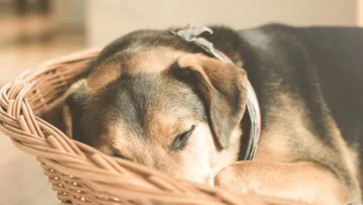 Top 5 des races de chiens les plus flemmardes (selon un vétérinaire) : votre futur compagnon cocooning