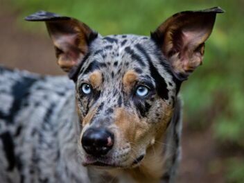 Chien léopard Catahoula : Prix, caractère, conseils et guide complet pour adopter ce chien unique