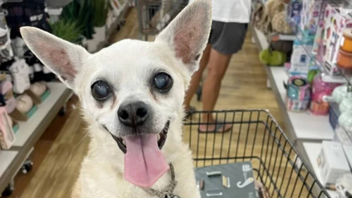 Elle adopte un Chihuahua de 18 ans abandonné au refuge : ce qui se passe ensuite va vous émouvoir
