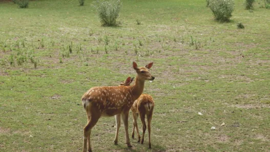 Pourquoi les bébés animaux ne ressemblent-ils pas à leurs parents ? Découverte des secrets de la nature !