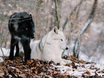 En Suisse, les loups raffolent du sauvage : ce que révèle leur véritable régime alimentaire