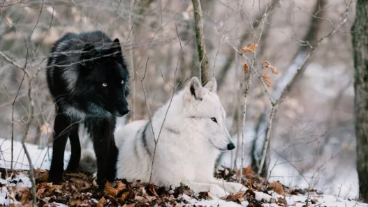 En Suisse, les loups raffolent du sauvage : ce que révèle leur véritable régime alimentaire