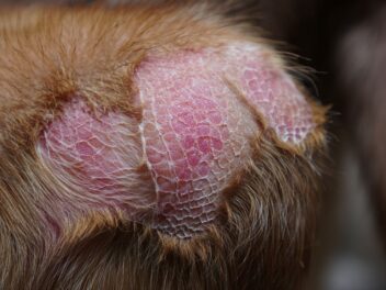 Teigne du chien : Comprendre, reconnaître et agir pour protéger toute la famille