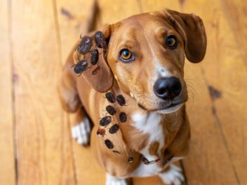 Morsures de tiques chez le chien : les symptômes à connaître, les maladies à craindre et les gestes qui sauvent