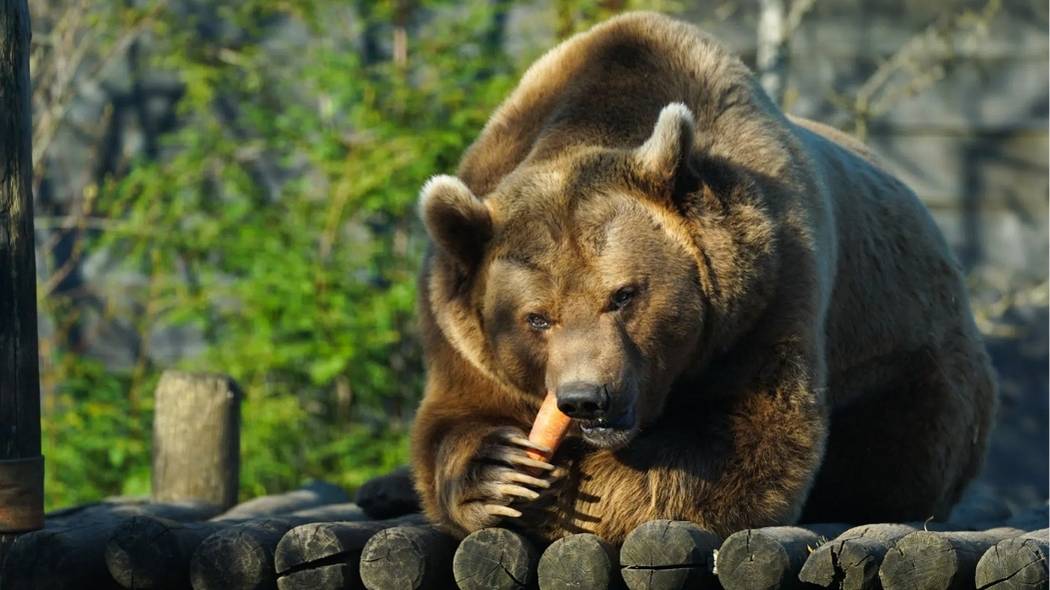Japon : un ours terrorise un supermarché pendant 48h, le bilan est choquant