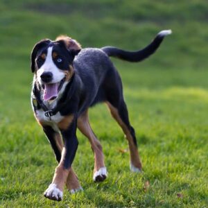 races de chien détestent être toutes seules