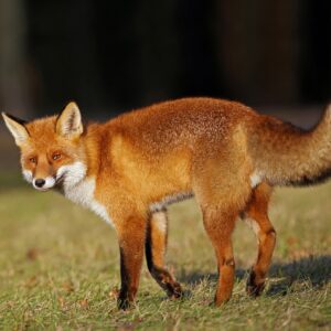 renards attaquer des chats