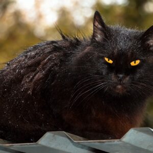 races de chats noirs aux yeux oranges