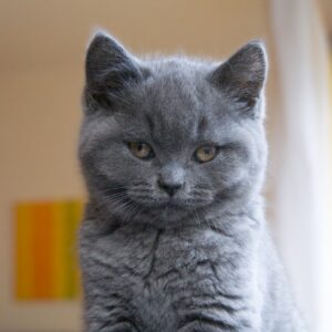 chat gris