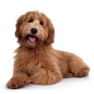 nouvelles races de chiens croisements