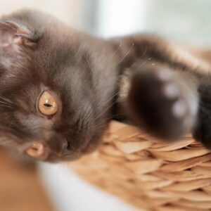 races de chat qui ne sortent pas leurs griffes