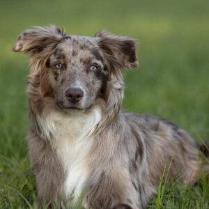 races de chien ressemblent Berger Australien