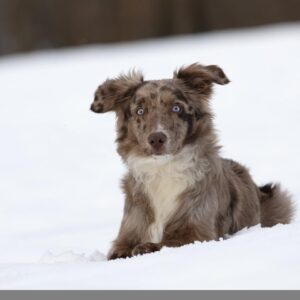 races de chien qui sont les plus volées 
