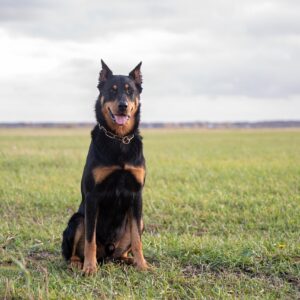 races de chien pas peur des loups