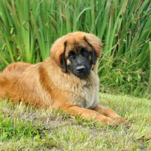 races de chien les plus zen 